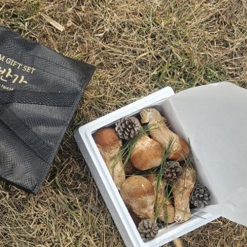 [유솔팜 고성반가] 참송이버섯 선물세트 