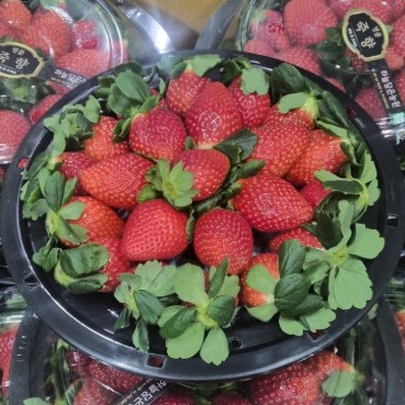 [한끼채소] 딸기