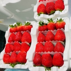 [류권호농원] 딸기