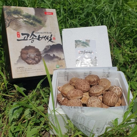 [천고송] 송고버섯 선물세트 0차