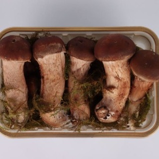 [버섯팡] 참송이버섯  0차