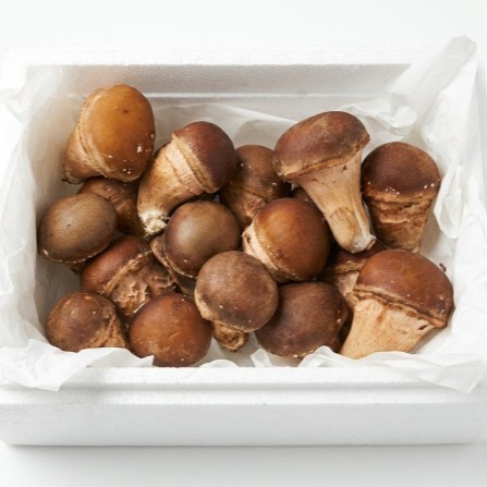 [구산농원] 참송이버섯 선물세트 0차