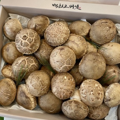 [참솔고농장.] 백화고표고버섯 선물세트