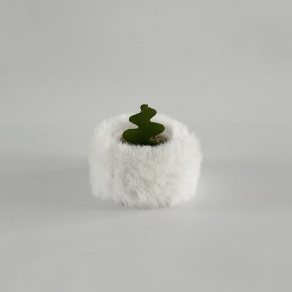 [소만] 피쉬본 선인장