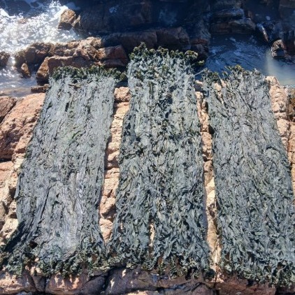 [진도 일해수산] 진도 자연산 돌미역 0차