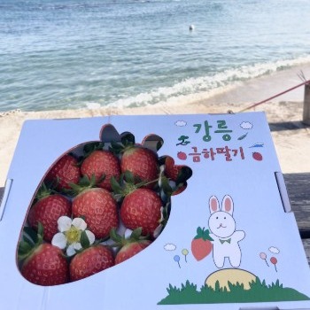 [금하딸기농장] 설향딸기