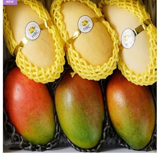 [손오공TM] 애플망고 골드망고 세트