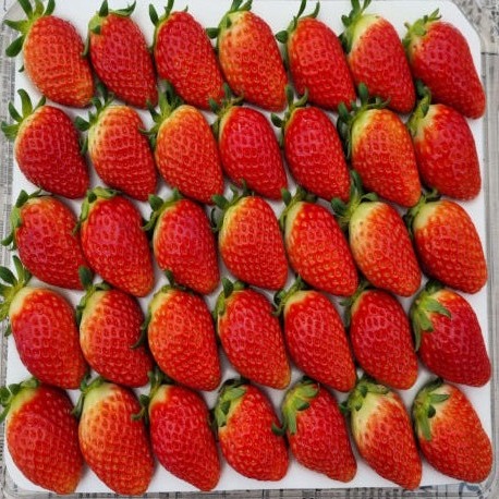 [영팜-올드팜] 설향딸기