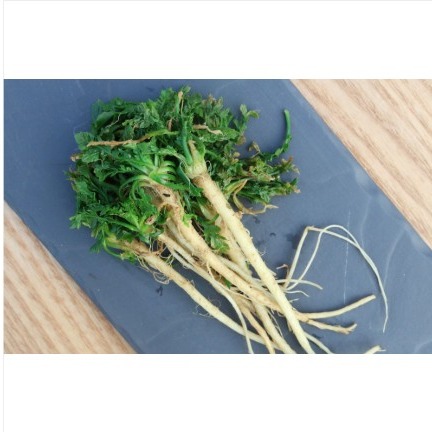 [오늘연두] 국내산 데친 냉이 0차