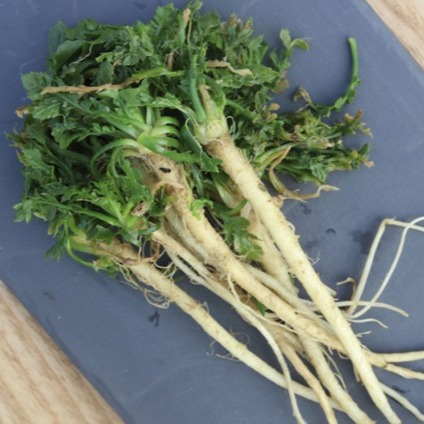 [소산상회] 산지직송 국산 냉이 0차