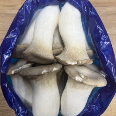 [청도 마이농장] 가정용 새송이버섯 0차