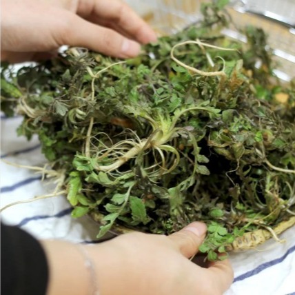 [신선품다] 겨울 노지 냉이 0차