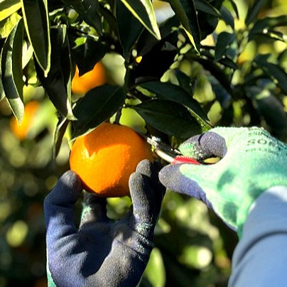 [제주은선농원] 레드향