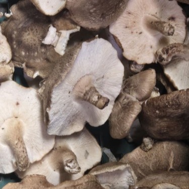 [표고와] 파지 표고버섯 0차