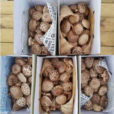 [양양 하늘마음] 참나무 원목재배 생표고버섯 0차