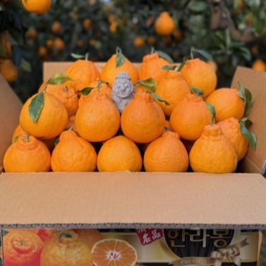 [제주 아람] 제주 한라봉