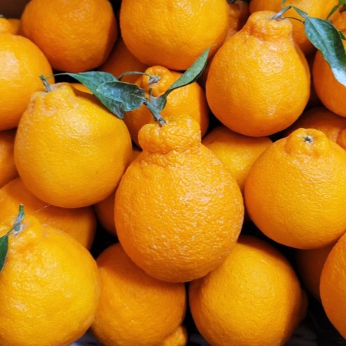 [제주부린농장] 제주 한라봉