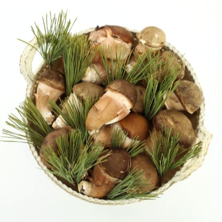 [불로정생] 참송이버섯 0차