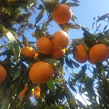 [자연담은과일공방] 제주 비가림 효돈 감귤 0차