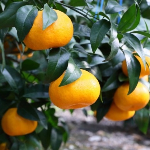 [달자농] 제주 유황 윈터프린스 귤 0차