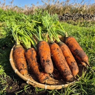 [더 탐나네] 제주 친환경 무농약 당근 0차