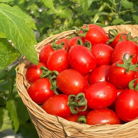 [참견쟁이] 산지직송 대추 방울토마토 0차