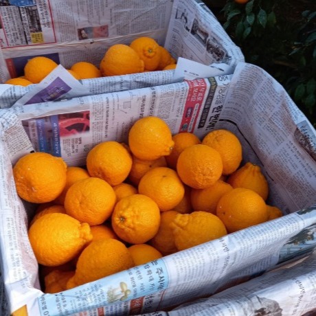 [메리제주] 가정용 하우스 한라봉