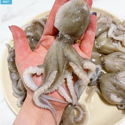 [모다필] 서해안 활 알배기 주꾸미 0차