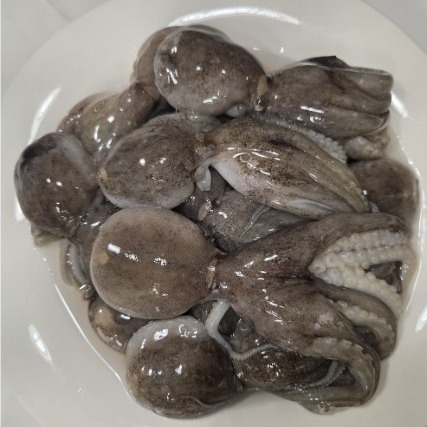 [착한수산마켓] 급냉 냉동 활 쭈꾸미 0차