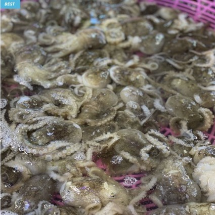 [선영이네해물광장] 국내산 활주꾸미  0차