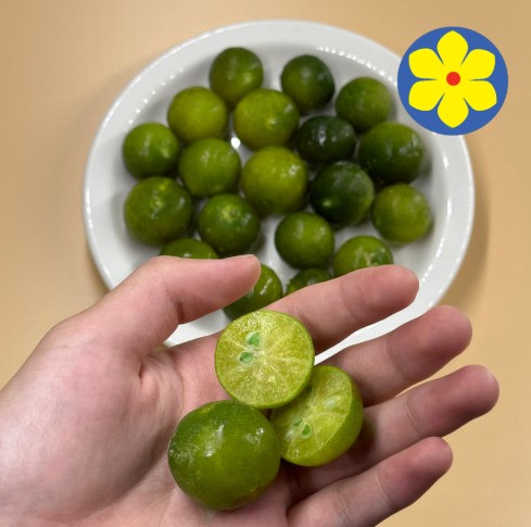 [호아마이] 리얼 깔라만시 0차