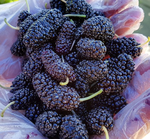 [내고향푸드] 국내산 오디열매 0차