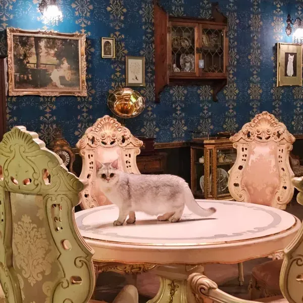 [경기 수원] MIYAO 고양이카페 1차