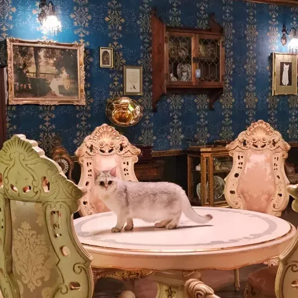 [경기 수원][클립]  MIYAO 고양이카페 2차