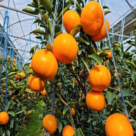 [귤밭창고] 제주 고당도 천혜향 0차