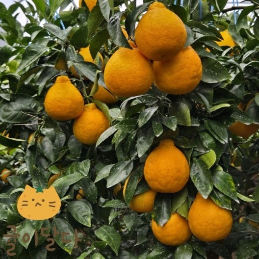 [귤이달다] 서귀포 하우스 천혜향 0차