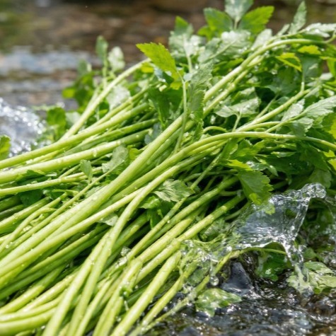 [노지담은] 산지직송 청도미나리  0차