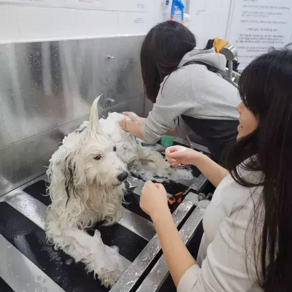 [경기 고양][페이백] 올도그베이싱중대형견셀프목욕실 