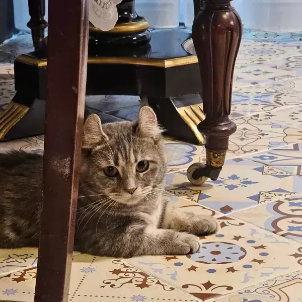 MIYAO 고양이카페