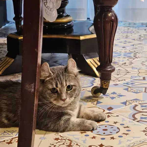 MIYAO 고양이카페