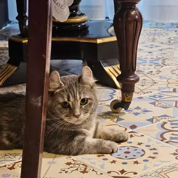 MIYAO 고양이카페