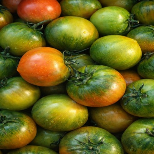 [최고당과일] 부산 대저토마토