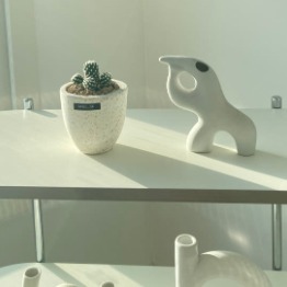 [나인러쉬] 인테리어 선인장