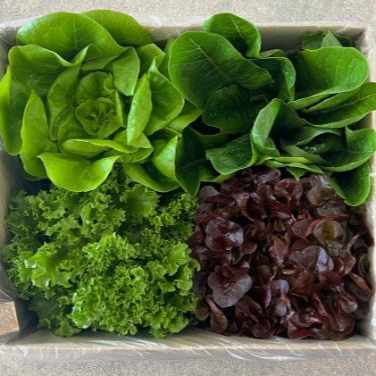 [알랑몰랑상회] 유러피언 샐러드 야채