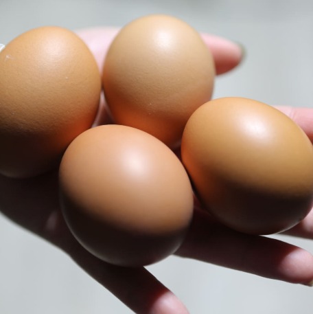 [신선본가] 구운계란