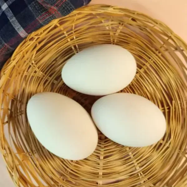 [릴스][낭만기러기] 아침애 거위기력란