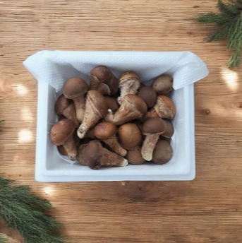 [황룡참송이] 참송이버섯