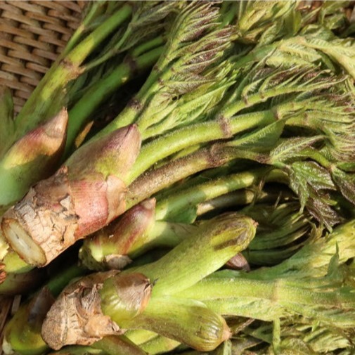 [바루농수산] 참두릅