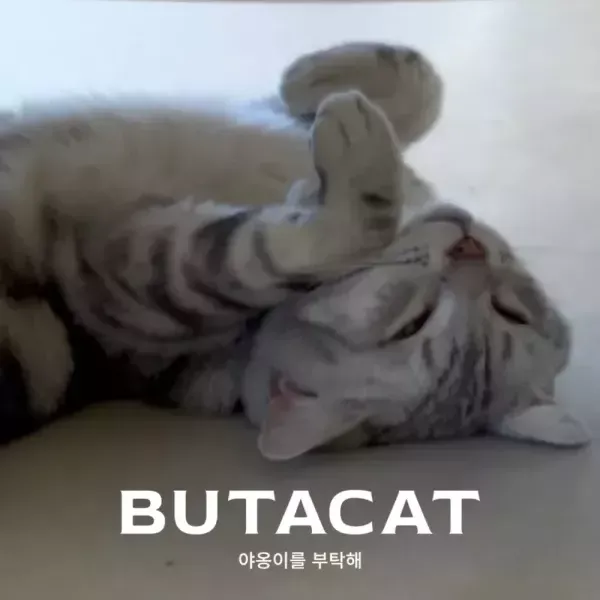 [서울 강서] 부타캣 강서점