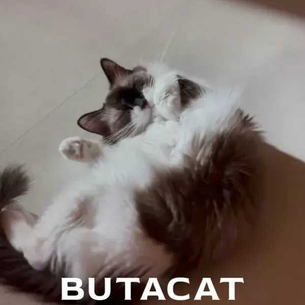 [서울 강서][릴스] 부타캣 강서점